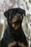 ROTTWEILER 422